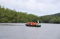 mangrove malanza